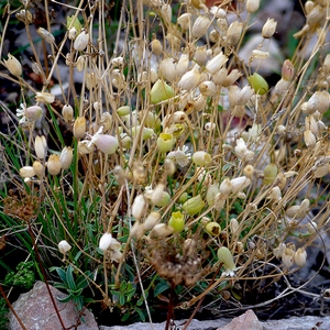 Bouquet de fleurs fanées entre les rochers - France  - collection de photos clin d'oeil, catégorie plantes